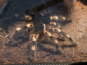 Vogelspinnen 