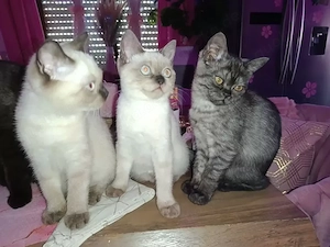 Wunderschöne BKH Mädchen suchen ein neues liebevolles zu Hause :)
