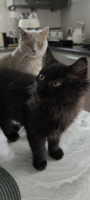 Bkh Blh Kitten  sind geimpft und Abgabebereit 
