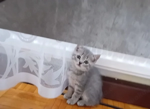 Katzen Tiermarkt 