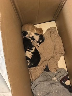 3 kitten , Jungtiere Katzenbabys