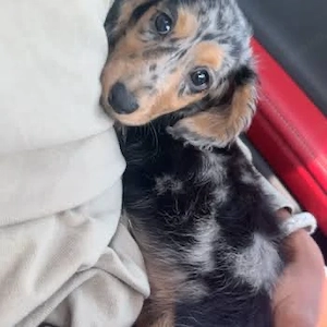 Daschuand puppies available 