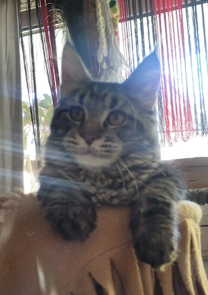 Maine Coon Junge