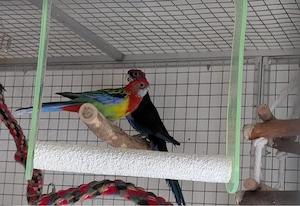 suche 1 Pärchen Nympensittiche im Tausch geg. 1 Paar Rosella Sittiche