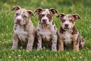 american bully welpen 