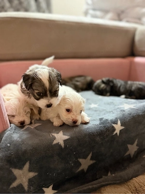 Liebevolle Familien für unsere 6 kleinen Welpen gesucht :)  
