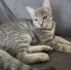 Kater gray tabby Mischling 