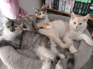 Maine Coon Kitten