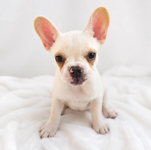 Wunderschöne  Bulldog-Mix-Hündin 