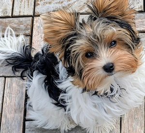 Biewer Yorkshire Terrier Welpe Rüde 