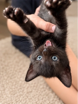Zwei kleine Katerchen suchen ein liebevolles Zuhause 