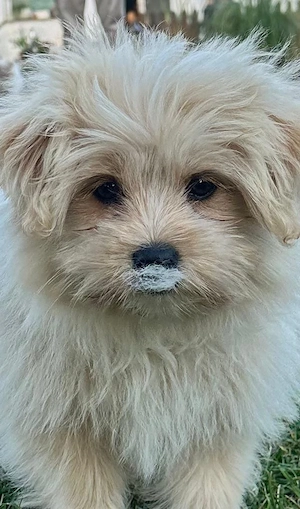 Shih TzuSpitz mix klein Bube