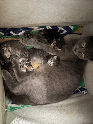 BkH Mix Kitten