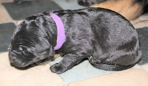 deutscher Schäferhund Welpe 