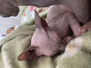 Sphynx kitten, Katzen Sphynx 