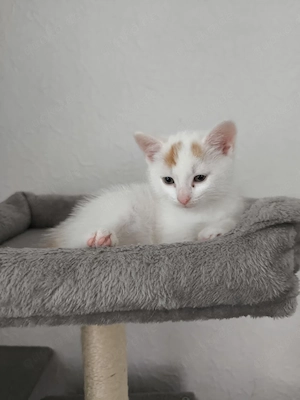 Katzenbaby Kitten Kater sucht