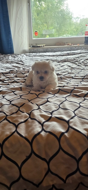 ich verkaufe