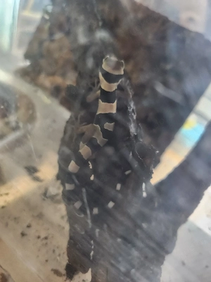 0.2 Bogenfingergeckos