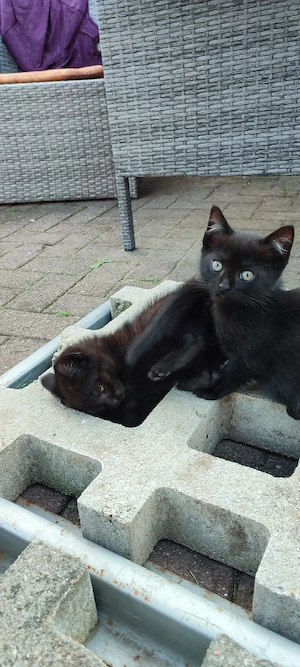    Süße Katzenbabys 