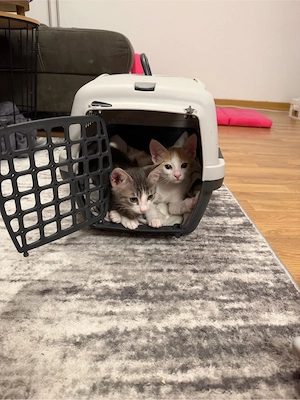 2 Babykatzen
