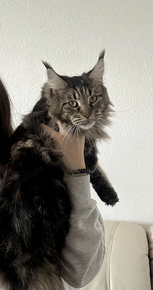 Maine-Coon-Katze zu verkaufen