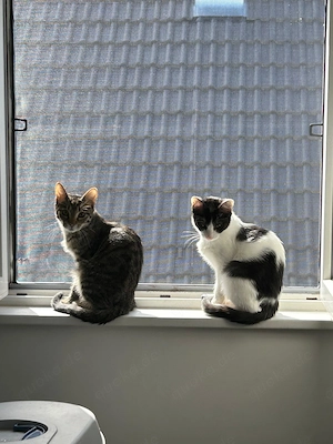 Cheddi & Pecorino suchen gemeinsam ein Zuhause  Bild 4