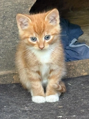 Kitten abzugeben