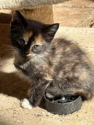 Kitten abzugeben