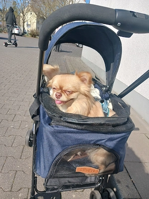 Hunde baggy zu verkaufen 