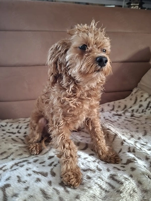 Zuckersüßer F1-Maltipoo-Welpe (Rüde) sucht ein liebevolles Zuhause