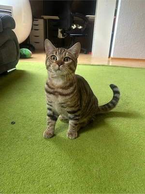 Bengal-BKH Mix