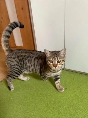 BKH-Bengal Mix