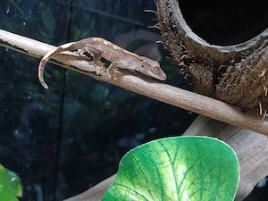 Kronnengecko 0.0.1