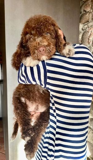 Reinrassige Lagotto Romagnolo Welpen zu verkaufen 