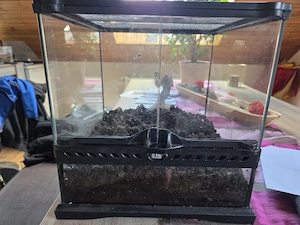 Terrarium 