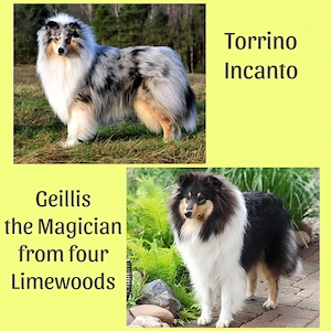 Zauberhafte Colliewelpen 