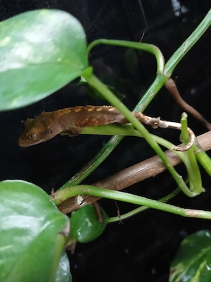 Kronnengecko 0.0.1