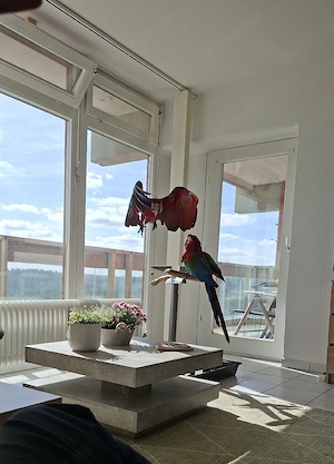 Dunkelrotaras Pärchen 