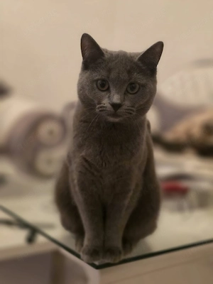 Katze sucht dringend ein neues Zuhause   
