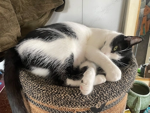 Felix sucht sein Für-Immer-Zuhause