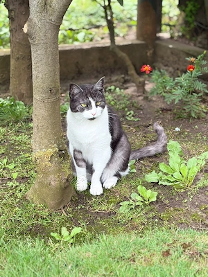 Liebe Katze sucht liebevolles Zuhause