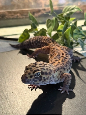 Leopardgecko Eclipse 1.0