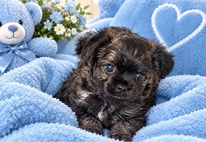 Chihuahua welpe 