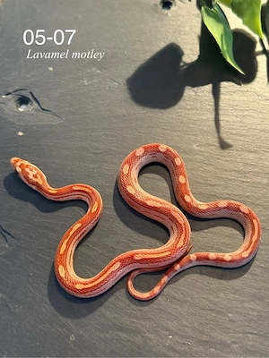 1.0 Lavamel motley kornnatter 