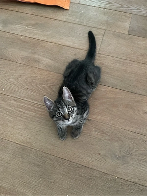 Katzenkinder (Kitten) Main Coon Mix sofort abzugeben