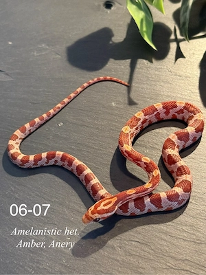 0.1 Amelanistic het. Amber, Anery