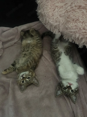 Katzenbabys zu verkaufen 12 Wochen jung . 