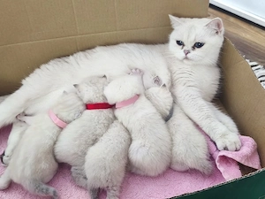 Britisch kurzhaar Kitten 