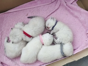 Britisch kurzhaar Kitten 