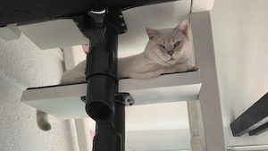 bkh kater blue point 